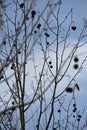 seeds of the tree Platanus hispanica